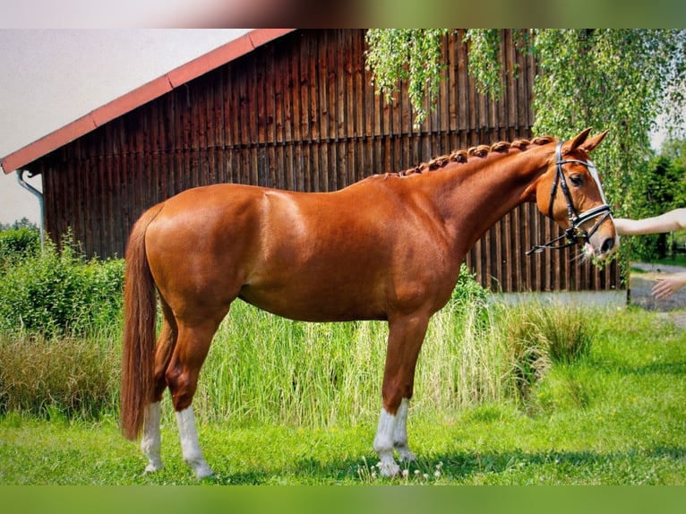 Westfaliano Giumenta 8 Anni 168 cm Sauro in Recklinghausen