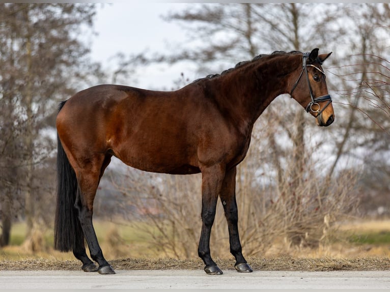 Westfaliano Giumenta 8 Anni 169 cm Baio in Rosenheim