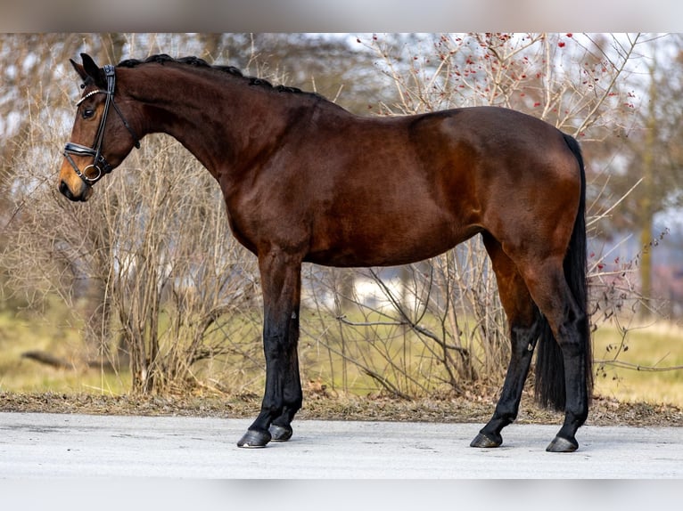 Westfaliano Giumenta 8 Anni 169 cm Baio in Rosenheim