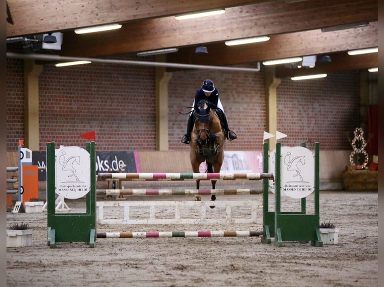 Westfaliano Giumenta 8 Anni 169 cm Baio in Unna