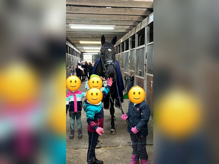 Westfaliano Giumenta 8 Anni 169 cm Morello in Senden