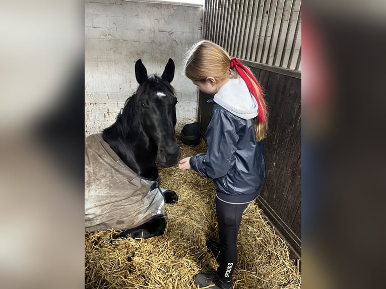 Westfaliano Giumenta 8 Anni 169 cm Morello in Senden