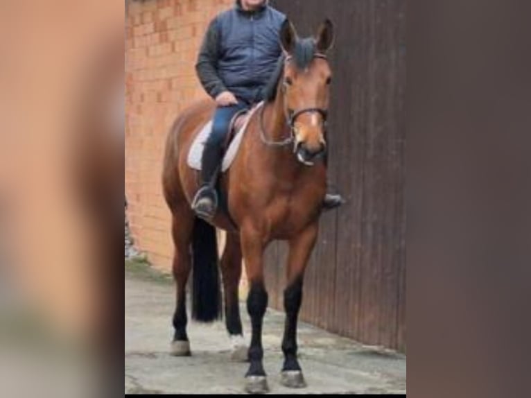 Westfaliano Giumenta 8 Anni 170 cm Baio in Diemelstadt