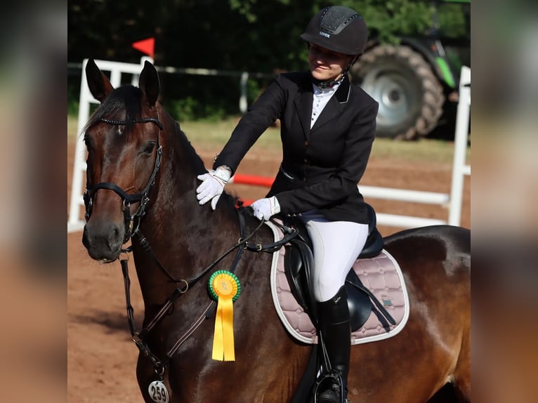 Westfaliano Giumenta 8 Anni 170 cm Baio scuro in Rieschweiler-Mühlbach