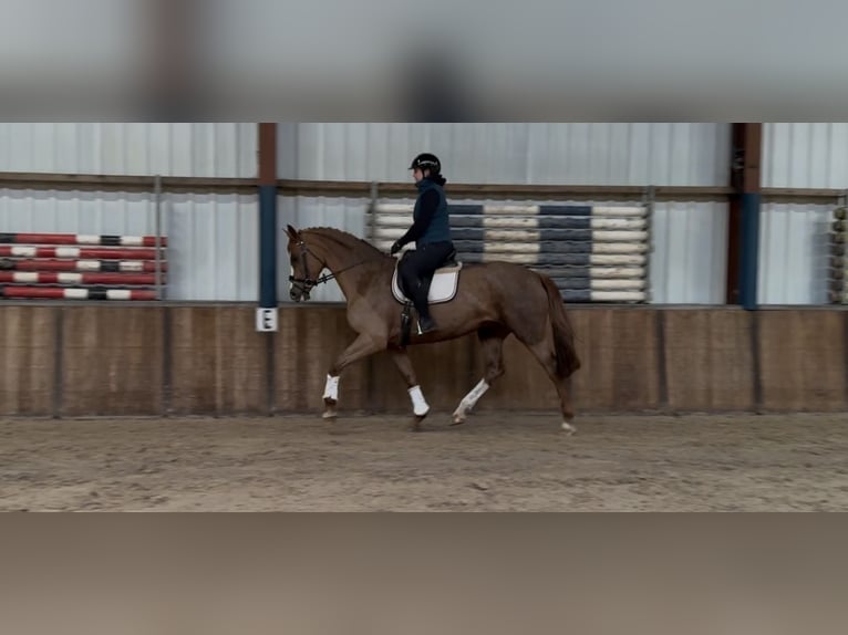 Westfaliano Giumenta 8 Anni 170 cm Sauro in Oud Gastel