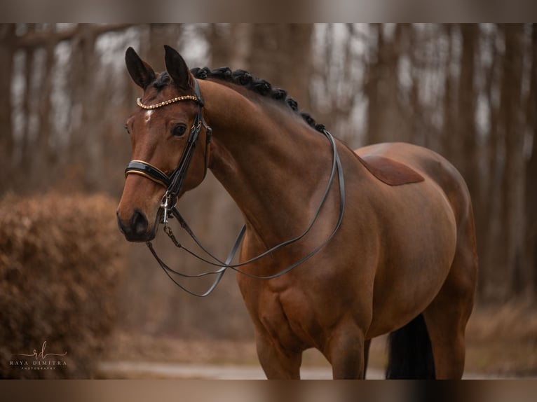 Westfaliano Giumenta 8 Anni 171 cm Baio in Wehringen