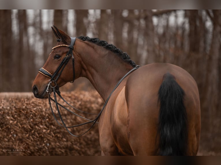 Westfaliano Giumenta 8 Anni 171 cm Baio in Wehringen