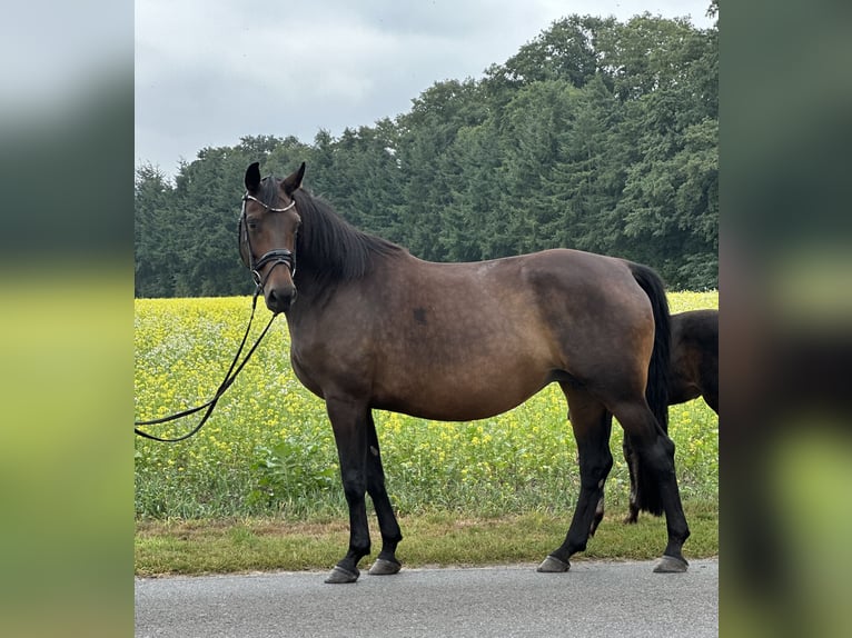 Westfaliano Giumenta 8 Anni 171 cm Baio scuro in Greven