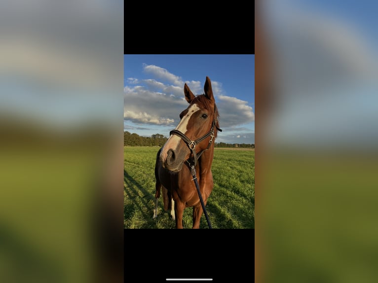 Westfaliano Giumenta 8 Anni 171 cm Sauro in Schermbeck
