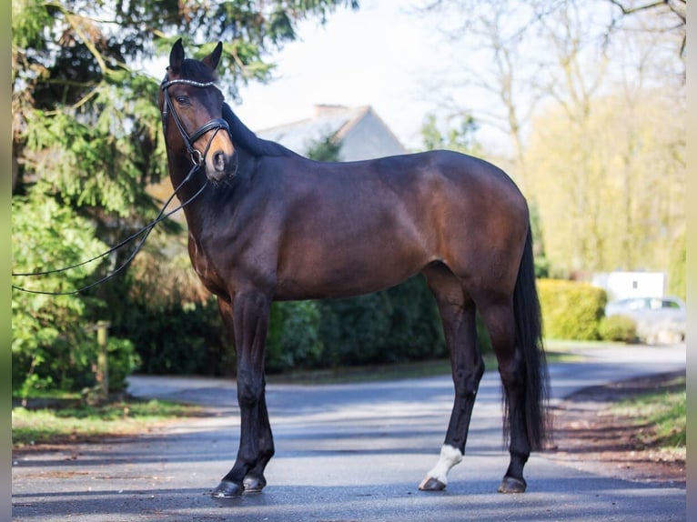 Westfaliano Giumenta 8 Anni 172 cm Baio scuro in BillerbeckBillerbeck
