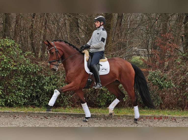 Westfaliano Giumenta 8 Anni 173 cm Baio in Greven