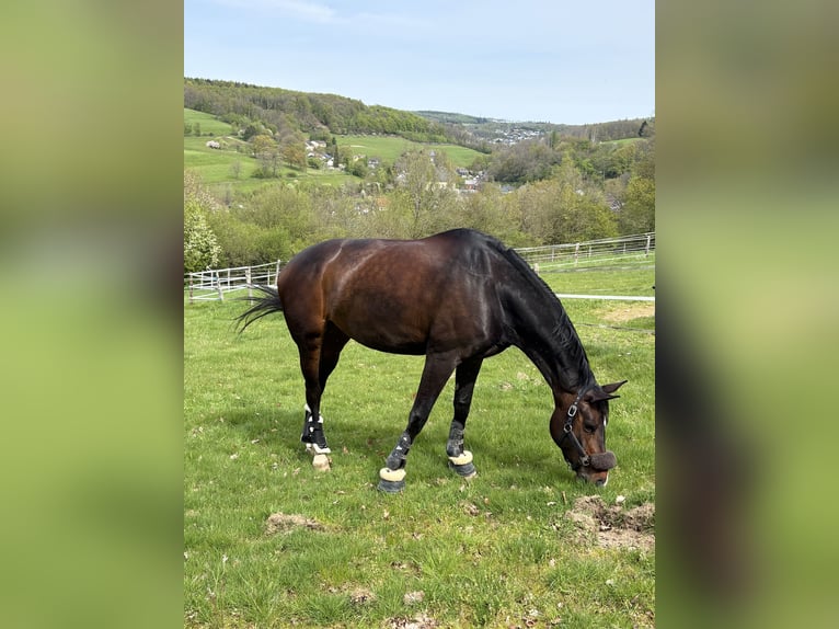 Westfaliano Giumenta 8 Anni 173 cm Baio in Siegen