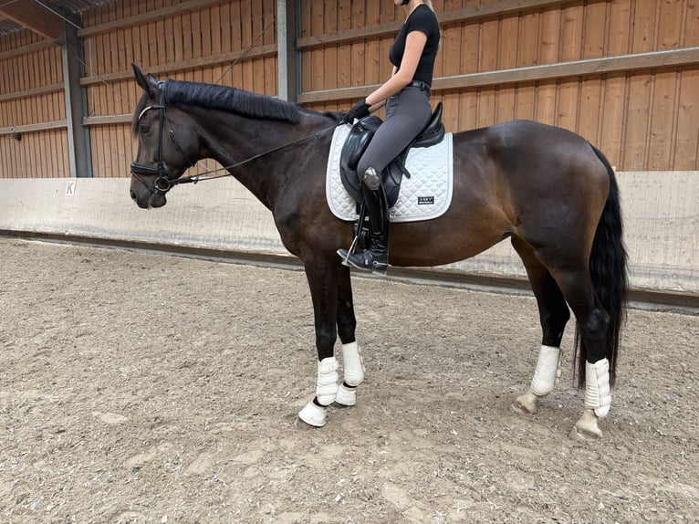 Westfaliano Giumenta 8 Anni 175 cm Baio in Babenhausen