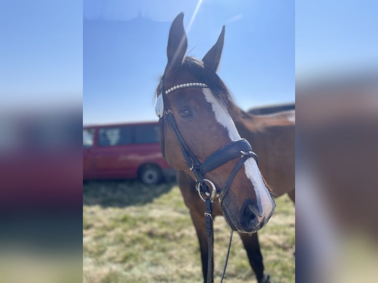 Westfaliano Giumenta 8 Anni 175 cm Baio in Emmerthal