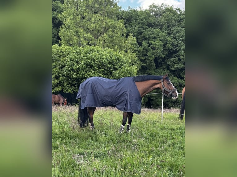 Westfaliano Giumenta 8 Anni 180 cm Baio in Bottrop