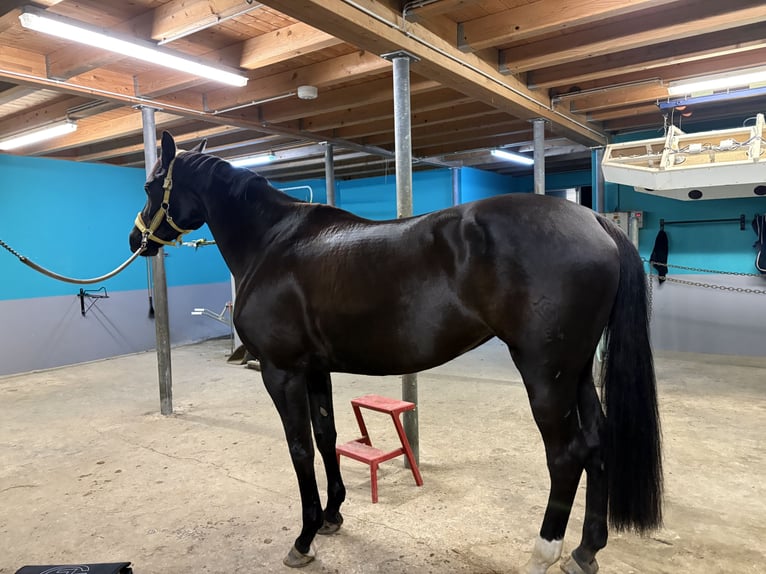 Westfaliano Giumenta 8 Anni 180 cm Morello in Perl