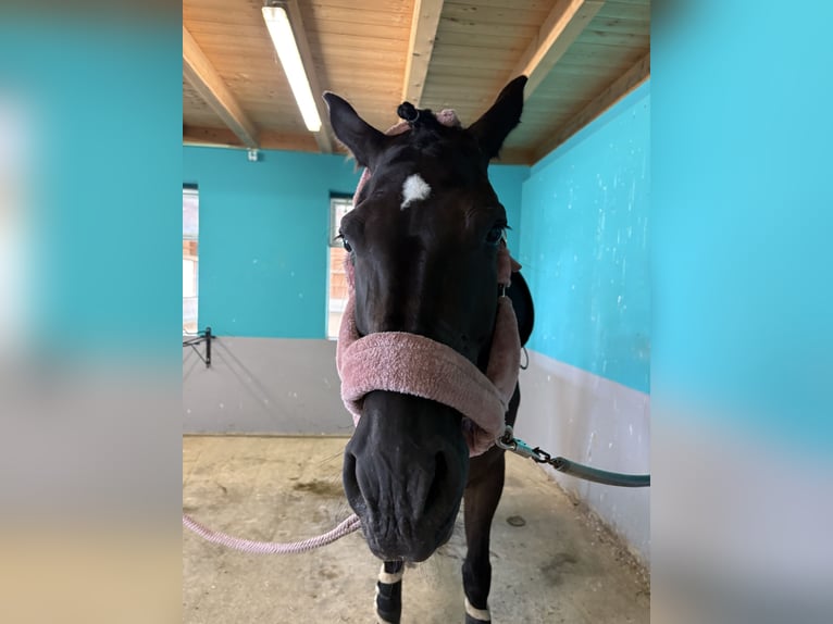 Westfaliano Giumenta 8 Anni 180 cm Morello in Perl