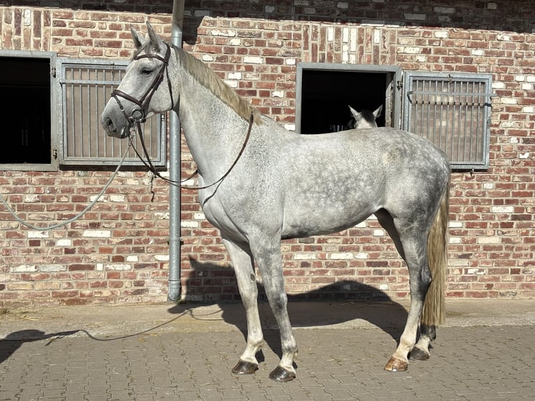 Westfaliano Giumenta 8 Anni 182 cm Grigio in Grevenbroich