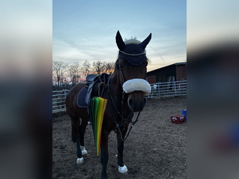 Westfaliano Giumenta 9 Anni 160 cm Baio in Rothenbach