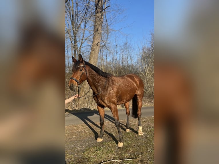 Westfaliano Giumenta 9 Anni 160 cm Baio in Rothenbach