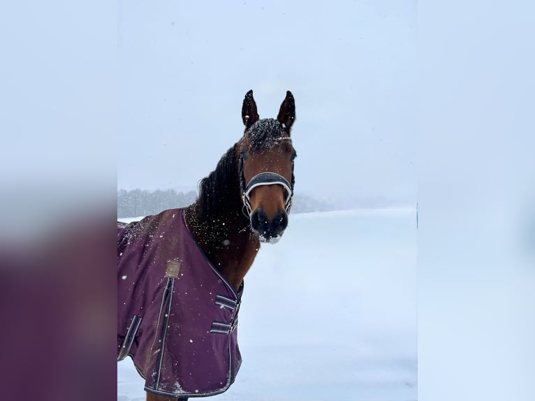 Westfaliano Giumenta 9 Anni 160 cm Baio in Rothenbach