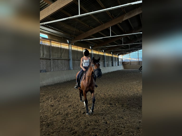 Westfaliano Giumenta 9 Anni 160 cm Baio in Rothenbach
