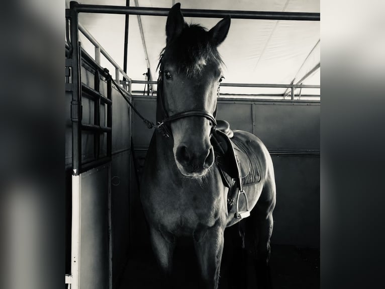 Westfaliano Giumenta 9 Anni 160 cm Baio in Rothenbach