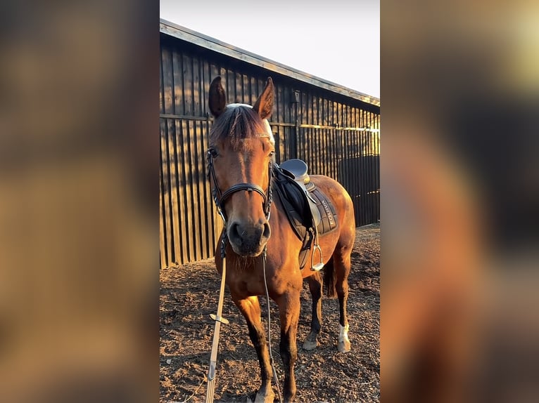 Westfaliano Giumenta 9 Anni 160 cm Baio in Rothenbach