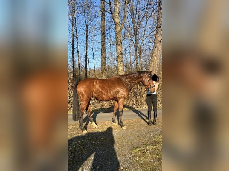 Westfaliano Giumenta 9 Anni 160 cm Baio in Rothenbach