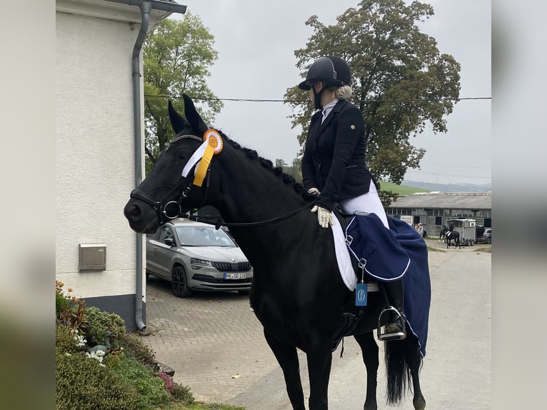 Westfaliano Giumenta 9 Anni 160 cm Morello in Hamm