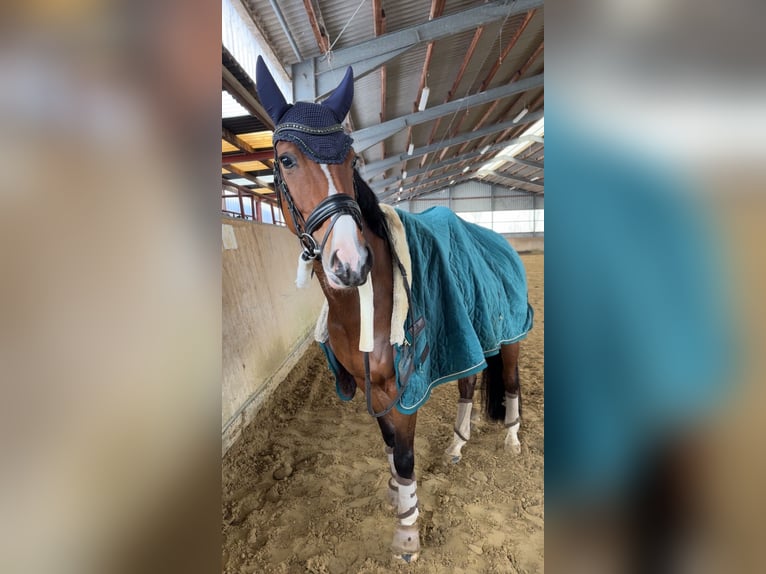 Westfaliano Giumenta 9 Anni 163 cm Baio in Dormagen