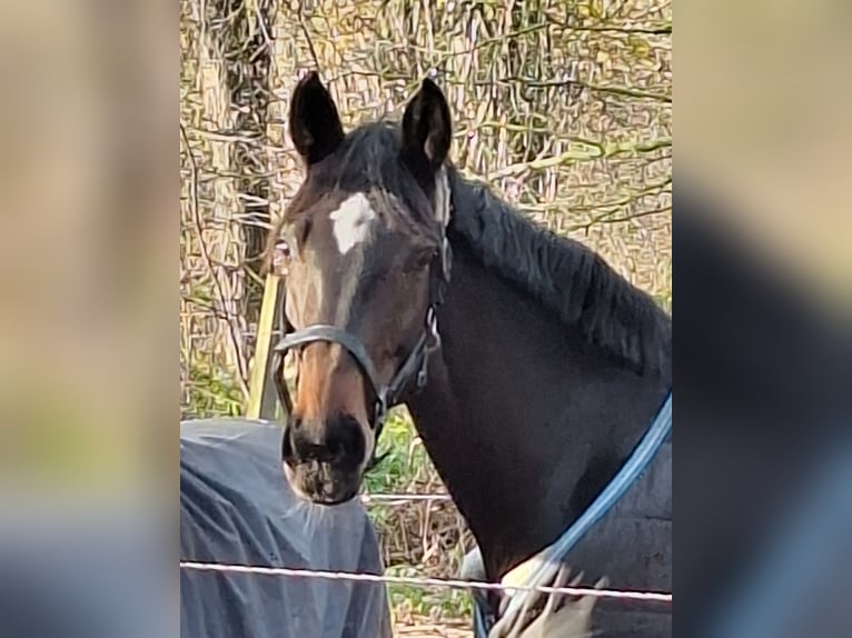 Westfaliano Giumenta 9 Anni 164 cm Baio scuro in Norden Norddeich