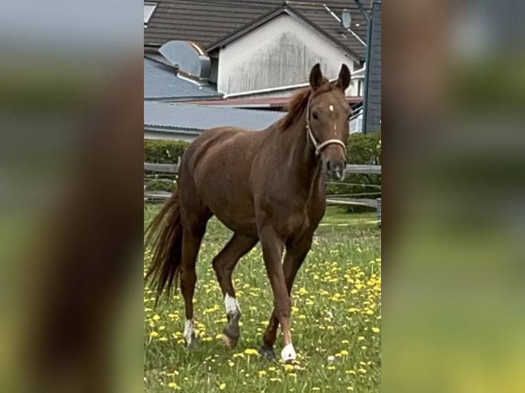 Westfaliano Giumenta 9 Anni 164 cm Sauro in WipperfürthWipperfürth