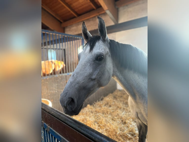 Westfaliano Giumenta 9 Anni 165 cm Grigio in Karlsfeld