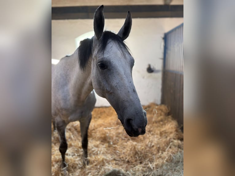 Westfaliano Giumenta 9 Anni 165 cm Grigio in Karlsfeld