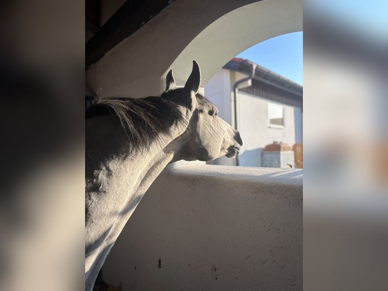 Westfaliano Giumenta 9 Anni 165 cm Grigio in Karlsfeld