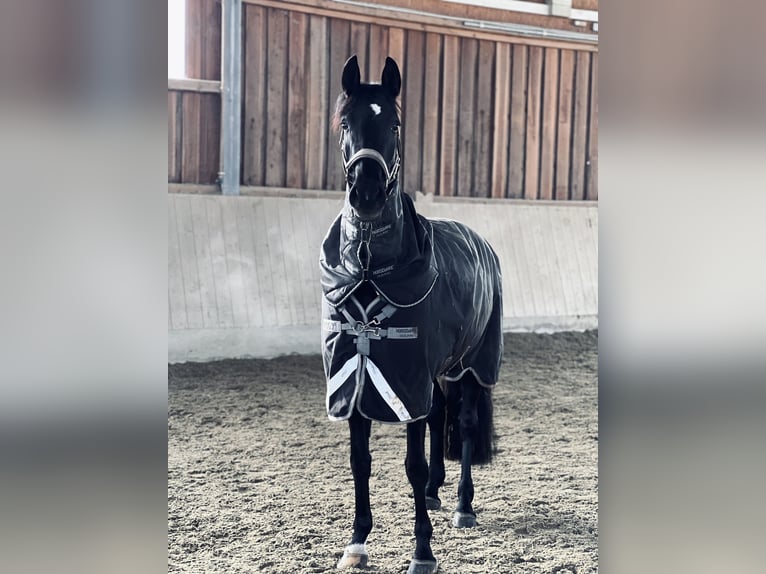 Westfaliano Giumenta 9 Anni 166 cm Baio nero in Garching bei München