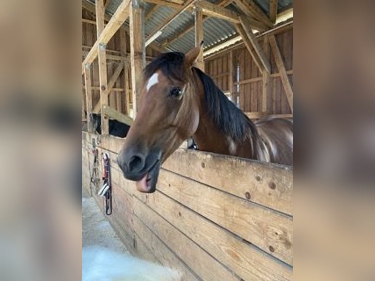 Westfaliano Giumenta 9 Anni 167 cm Baio in Steinhagen