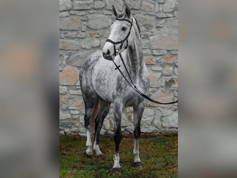 Westfaliano Giumenta 9 Anni 167 cm Grigio in Hof am Leithaberge