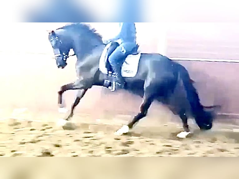 Westfaliano Giumenta 9 Anni 167 cm Morello in D&#xE4;tgen