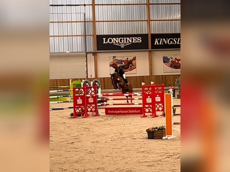 Westfaliano Giumenta 9 Anni 167 cm Sauro in Hüllhorst