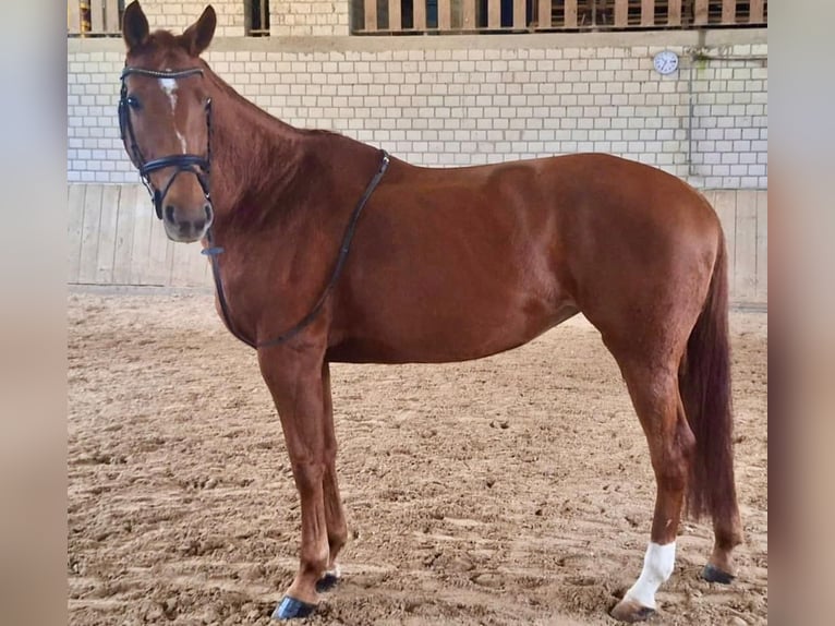 Westfaliano Giumenta 9 Anni 167 cm Sauro in Sinzheim