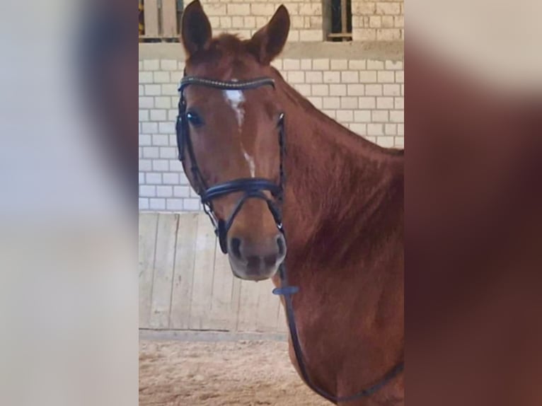 Westfaliano Giumenta 9 Anni 167 cm Sauro in Sinzheim