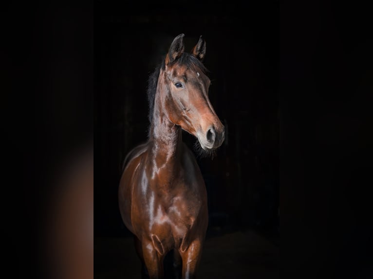 Westfaliano Giumenta 9 Anni 168 cm Baio in Herten