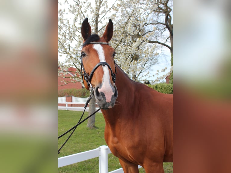 Westfaliano Giumenta 9 Anni 168 cm Baio in Bad Laer