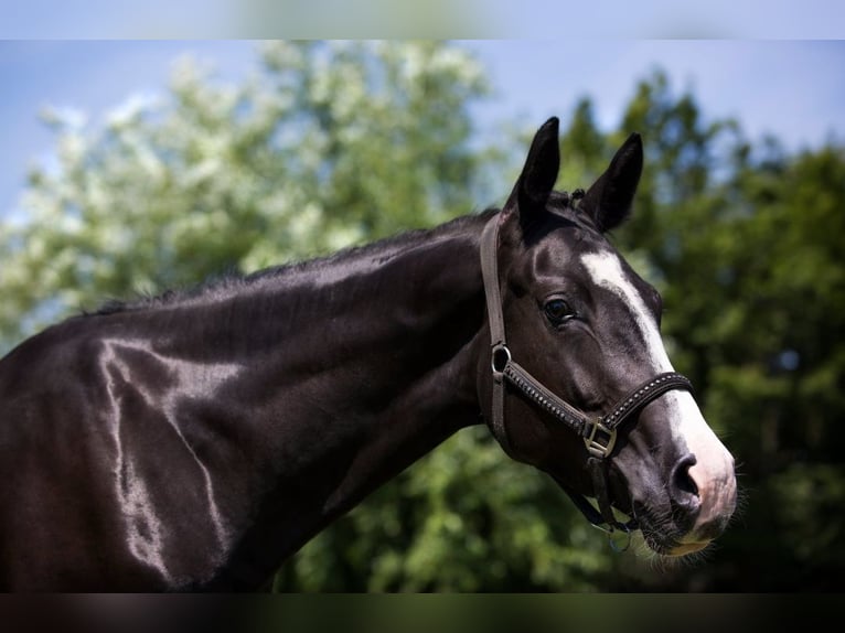 Westfaliano Giumenta 9 Anni 168 cm Baio nero in Olfen