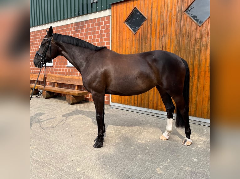 Westfaliano Giumenta 9 Anni 168 cm Baio scuro in Bottrop