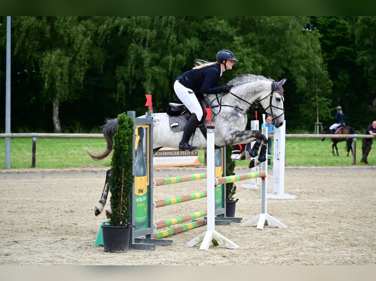 Westfaliano Giumenta 9 Anni 168 cm Grigio in Rhede