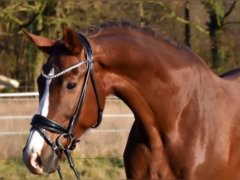 Westfaliano Giumenta 9 Anni 168 cm Sauro scuro in Neuss