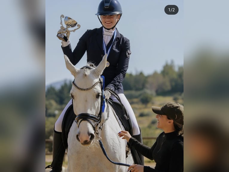 Westfaliano Giumenta 9 Anni 169 cm Grigio in GROTE-BROGEL